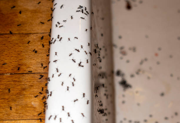 Best Emergency Pest Control  in Spearman, TX